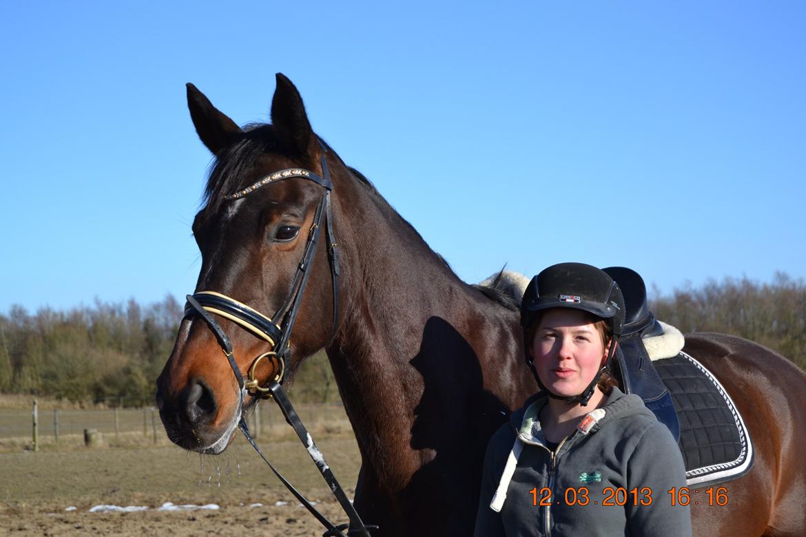 Dansk Varmblod Melissa billede 4