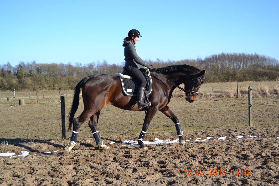 Dansk Varmblod Melissa billede 5