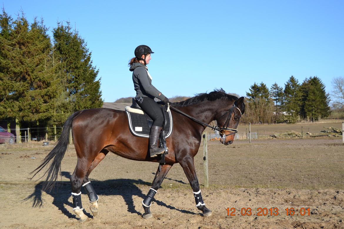 Dansk Varmblod Melissa billede 11