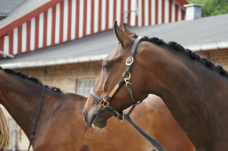 Trakehner Lasse e. Buddenbrock billede 17