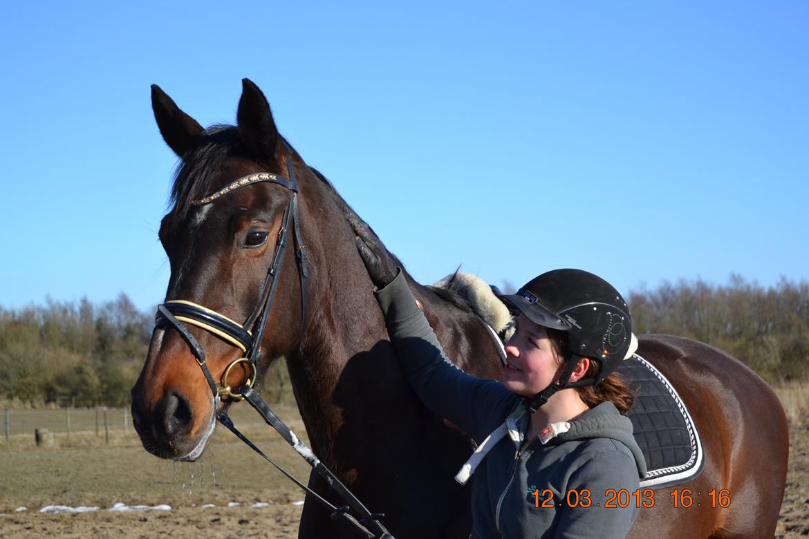 Dansk Varmblod Melissa billede 12