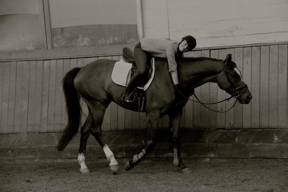 Trakehner Lasse e. Buddenbrock billede 6