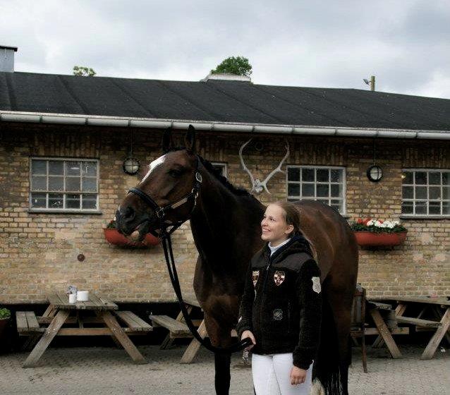 Trakehner Lasse e. Buddenbrock billede 5