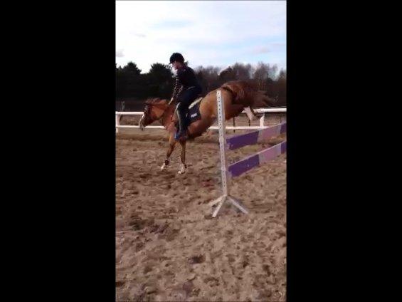 DSP HORSMARKS DIVA DUCHESS - SOLGT! - De bagben den pony er udstyret med! :D billede 17