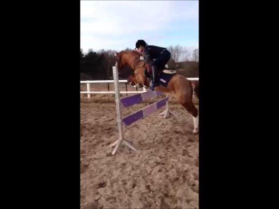 DSP HORSMARKS DIVA DUCHESS - SOLGT! - Flyvende over 1 meter :-) billede 18