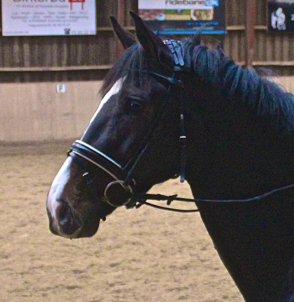 Dansk Varmblod Capa's Don Marchello - Den smukke Marchello til vores første træning. billede 1