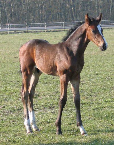 Dansk Varmblod Capa's Don Marchello - Den gang han var sød og lille. billede 2