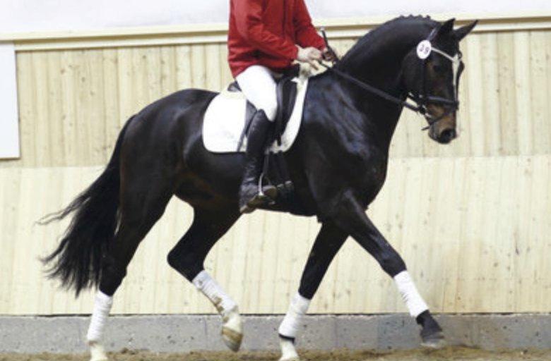 Dansk Varmblod Capa's Don Marchello - Herning som 3-års. billede 3