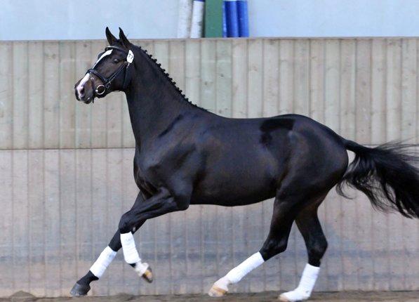 Dansk Varmblod Capa's Don Marchello - Kåring som 3-års. billede 4