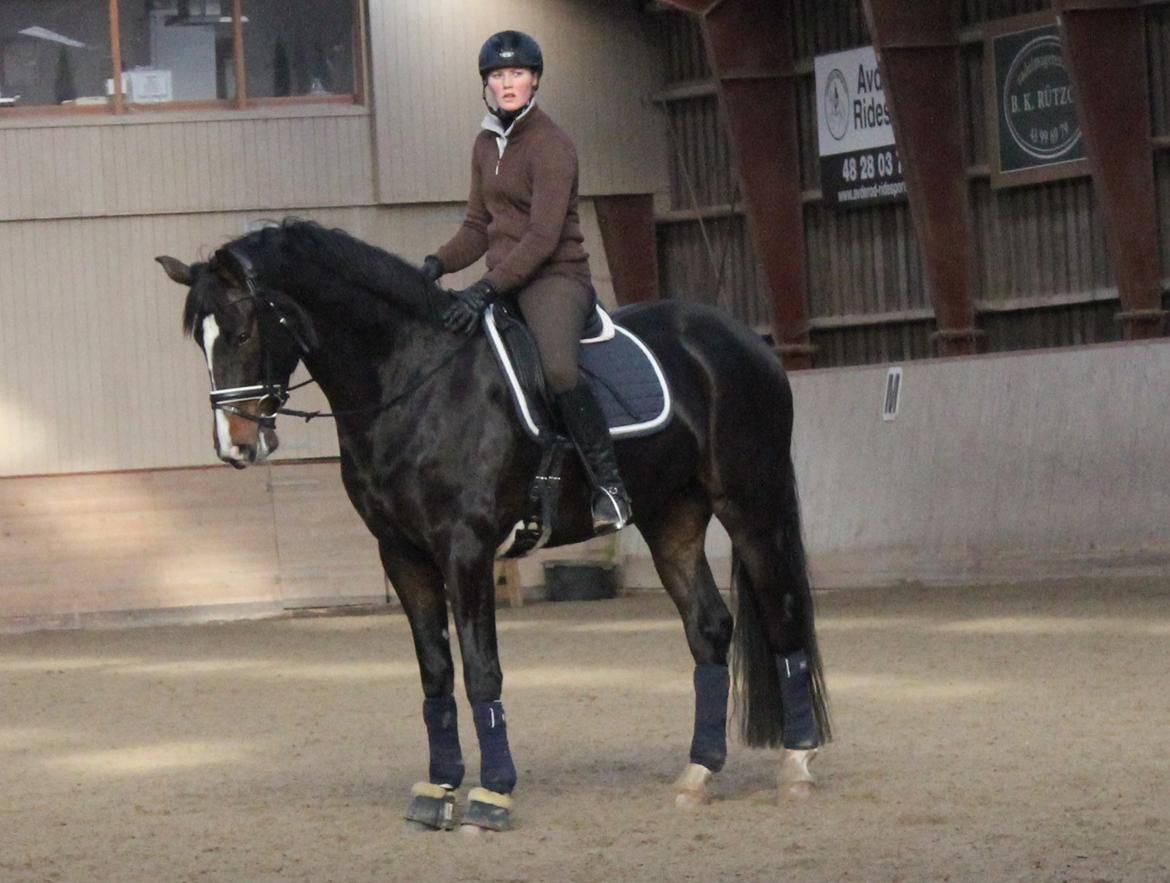 Dansk Varmblod Capa's Don Marchello - Marchello under vores berider. billede 6