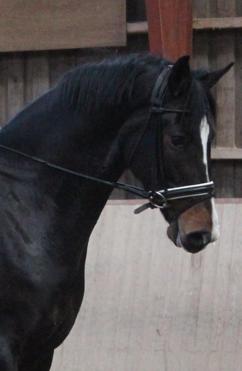 Dansk Varmblod Capa's Don Marchello billede 8