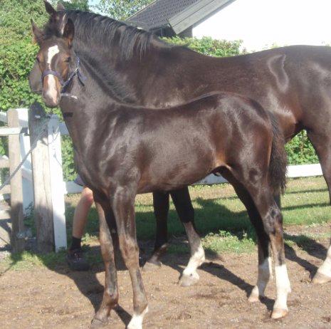 Dansk Varmblod Capa's Don Marchello - Baby. billede 9