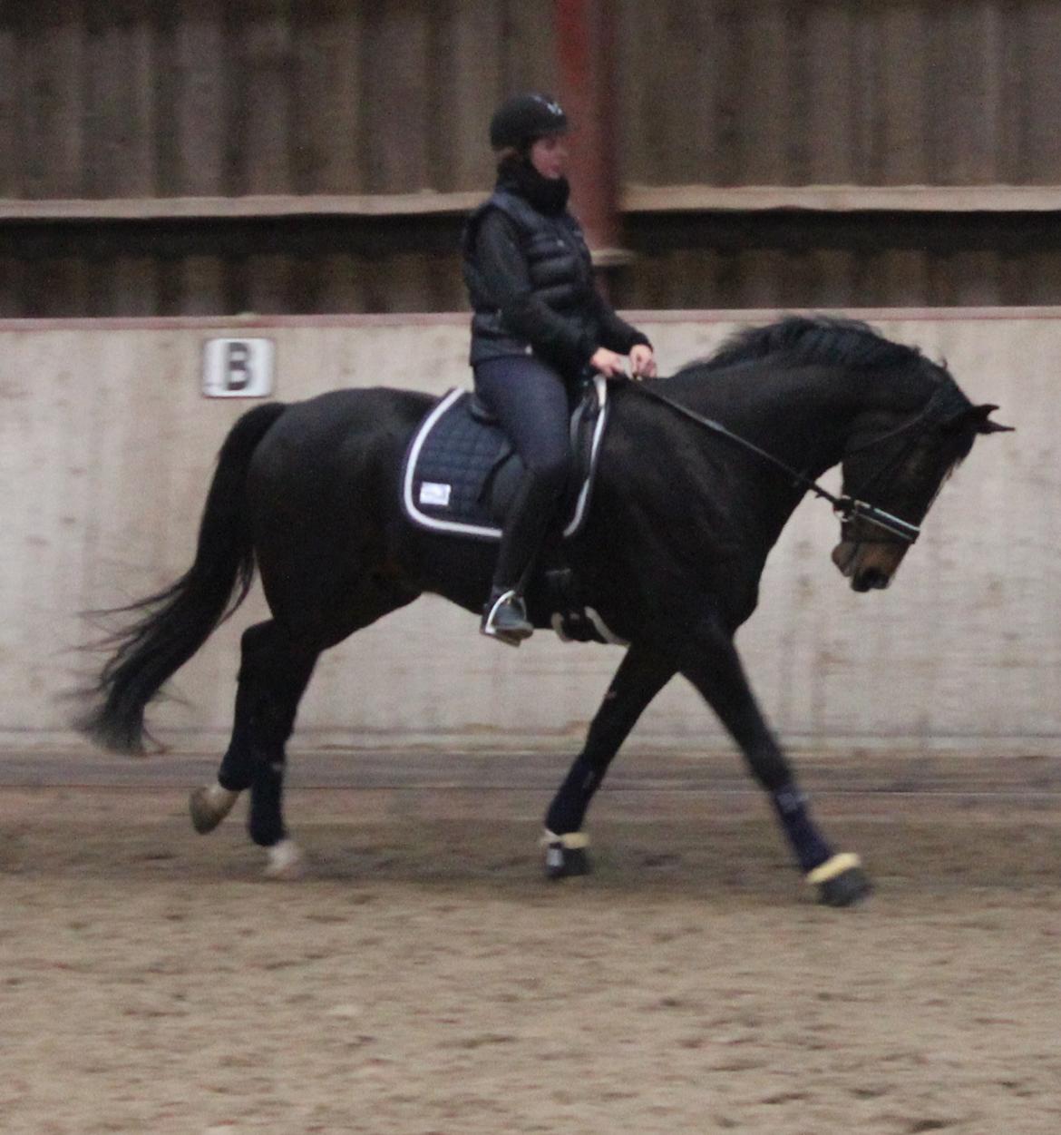 Dansk Varmblod Capa's Don Marchello billede 10