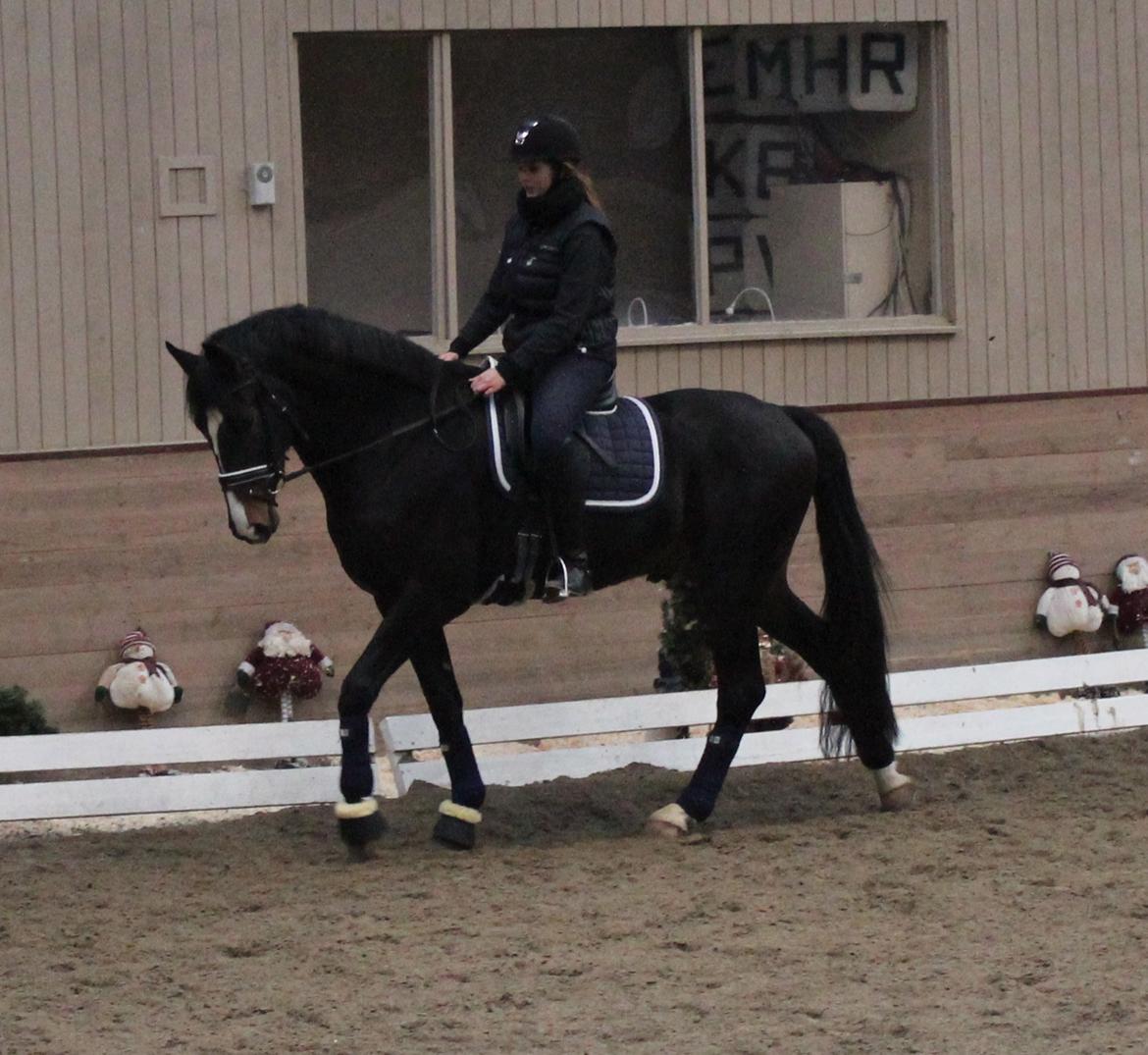 Dansk Varmblod Capa's Don Marchello billede 11