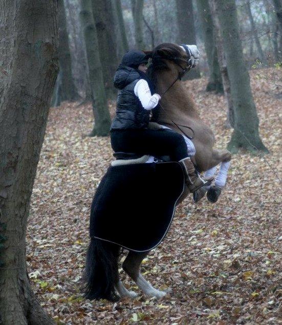 Anden særlig race CORNELIUS JUNIOR - En af de få kommandoer han kan. :-) billede 4