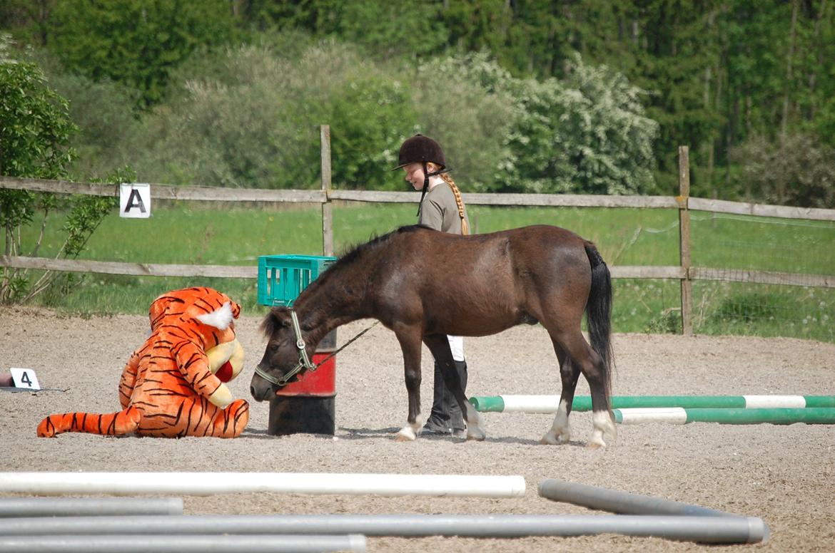 Anden særlig race Sorteper - Sorte er ved at 'hilse' på det 'farlige' tigerdyr, til et lille stævne. billede 2