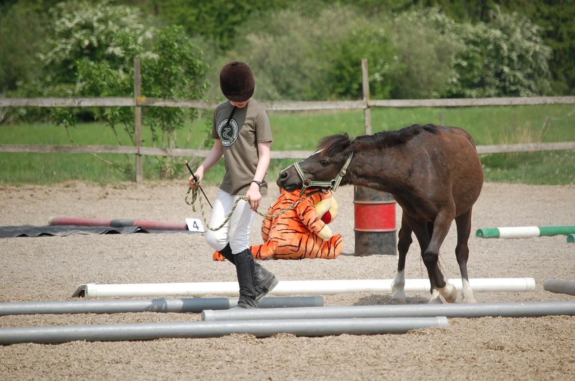 Anden særlig race Sorteper - Til samme stævne, på vej igennem en 'labyrint'. billede 3