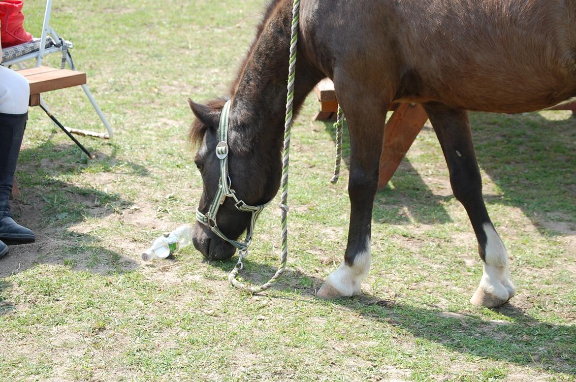 Anden særlig race Sorteper - Sorte har fået øje på en flakse sprite. billede 4