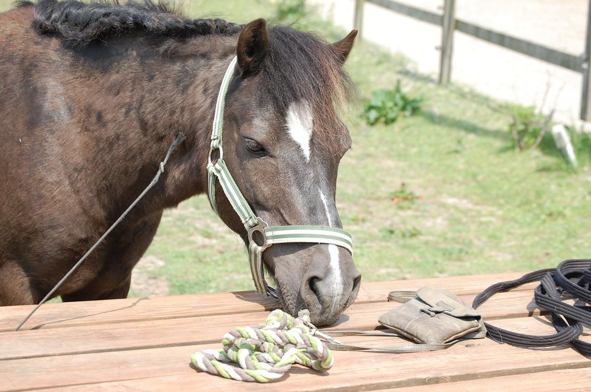 Anden særlig race Sorteper - Den lille pony skal hen og se hvad der ligger på bordet. billede 5