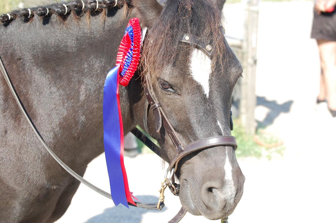 Anden særlig race Sorteper - Sorte med sin fine roset efter en lille springkonkurrence (20 cm) med min lillesøster. billede 6