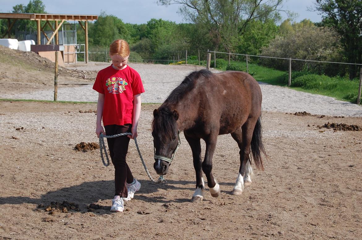 Anden særlig race Sorteper - Sorte er ved at blive hentet ind fra fold. billede 7