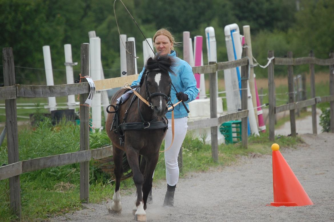 Anden særlig race Sorteper - Agility i køresele, og ponyen nyder det =) billede 8