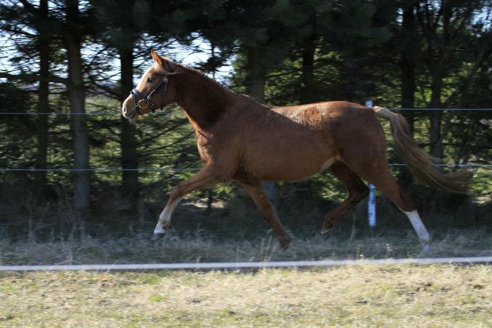 DSP Grus May-First billede 2