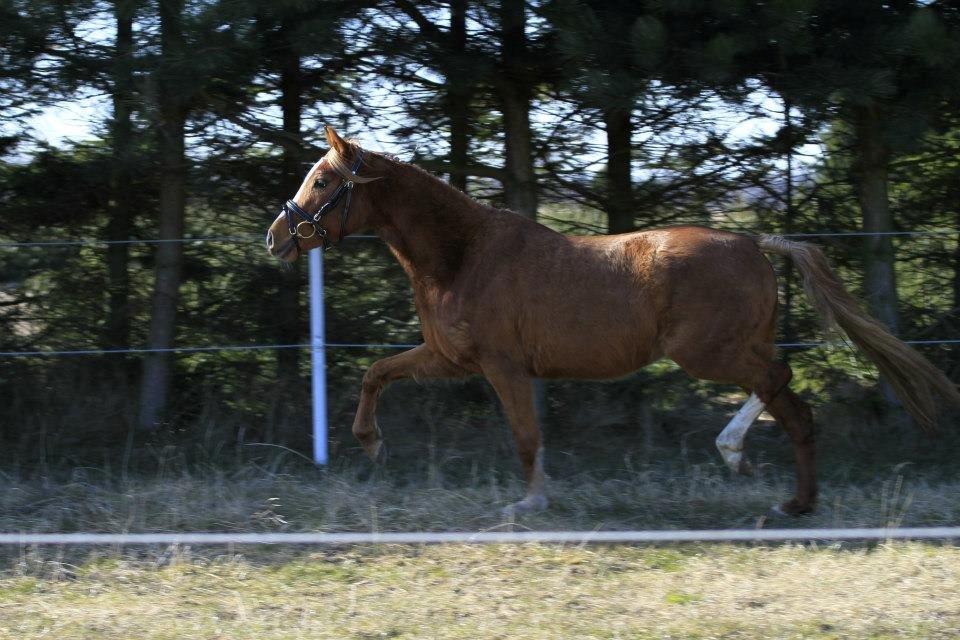 DSP Grus May-First billede 3