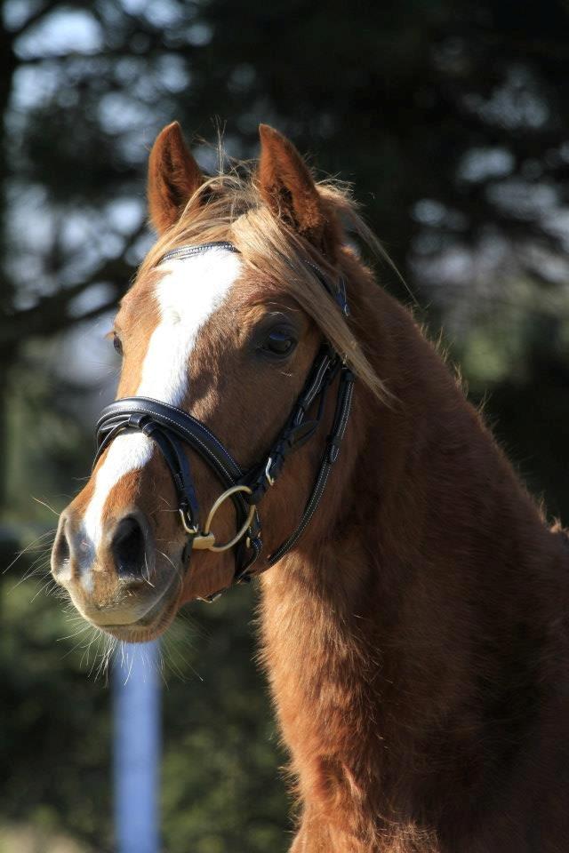 DSP Grus May-First billede 1