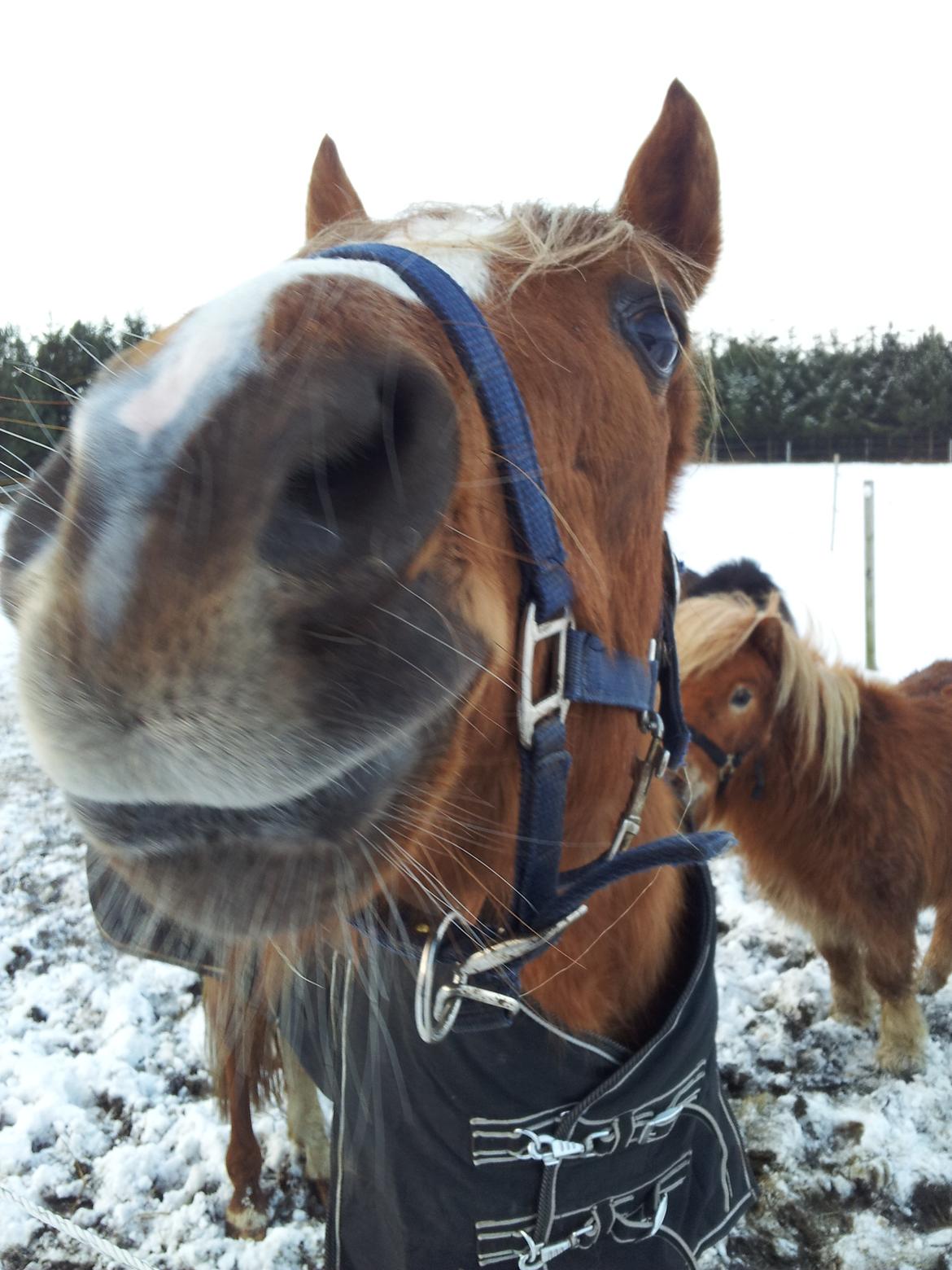 DSP Grus May-First billede 4