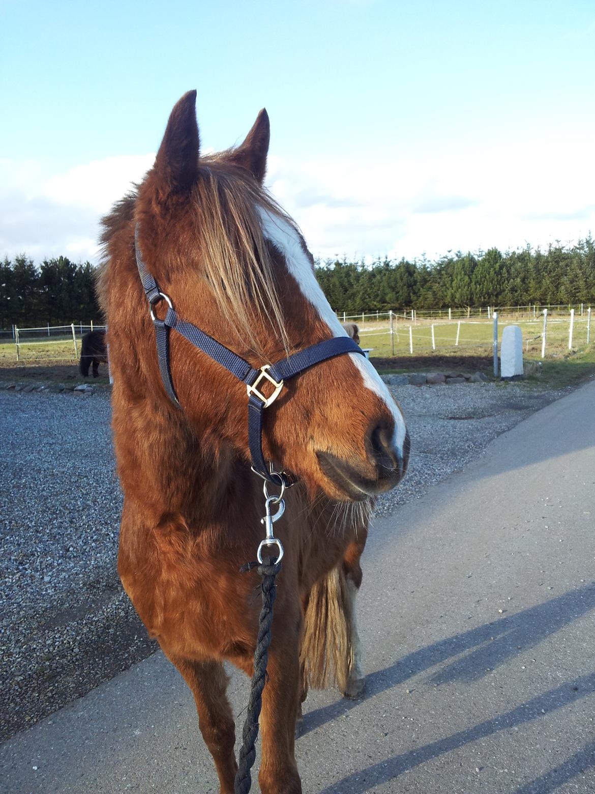 DSP Grus May-First billede 5