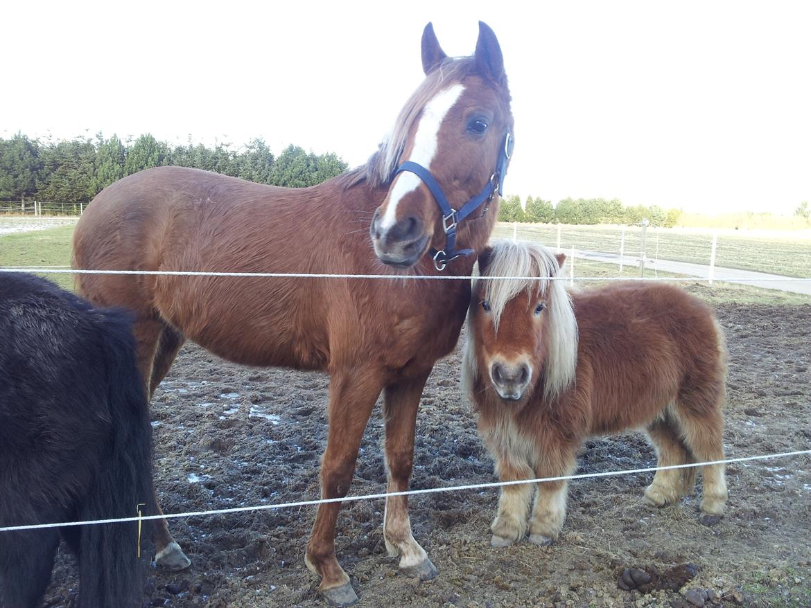 DSP Grus May-First billede 6