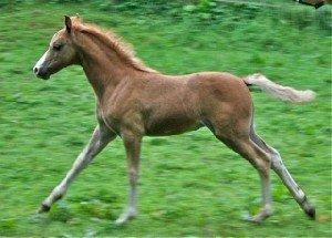 Welsh Pony (sec B) Frankenhöhe Daylight - Rubinia e.Daylight billede 18