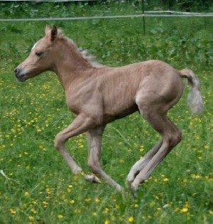 Welsh Pony (sec B) Frankenhöhe Daylight - Sahara e.Daylight billede 19