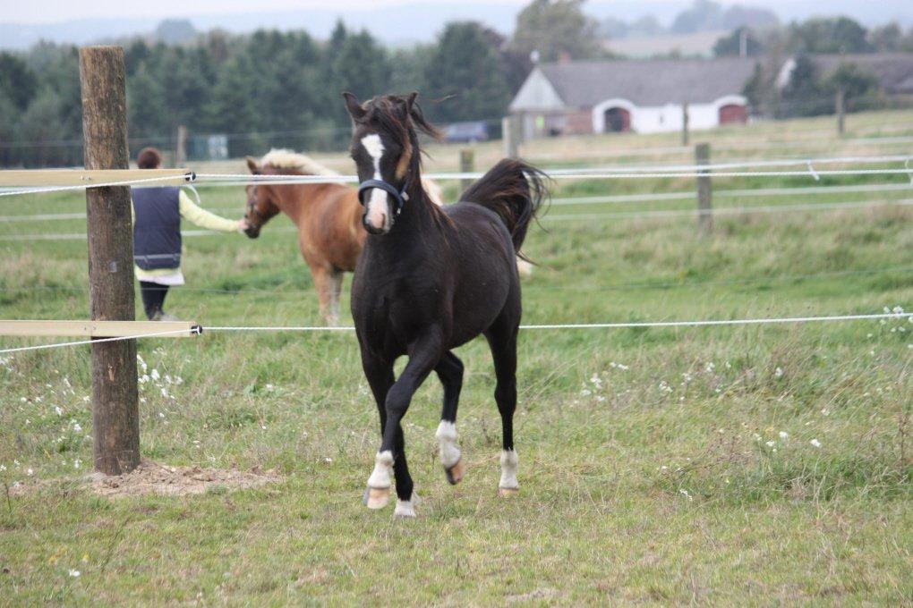 Welsh Pony (sec B) Frankenhöhe Daylight - Spirit e.Daylight billede 20