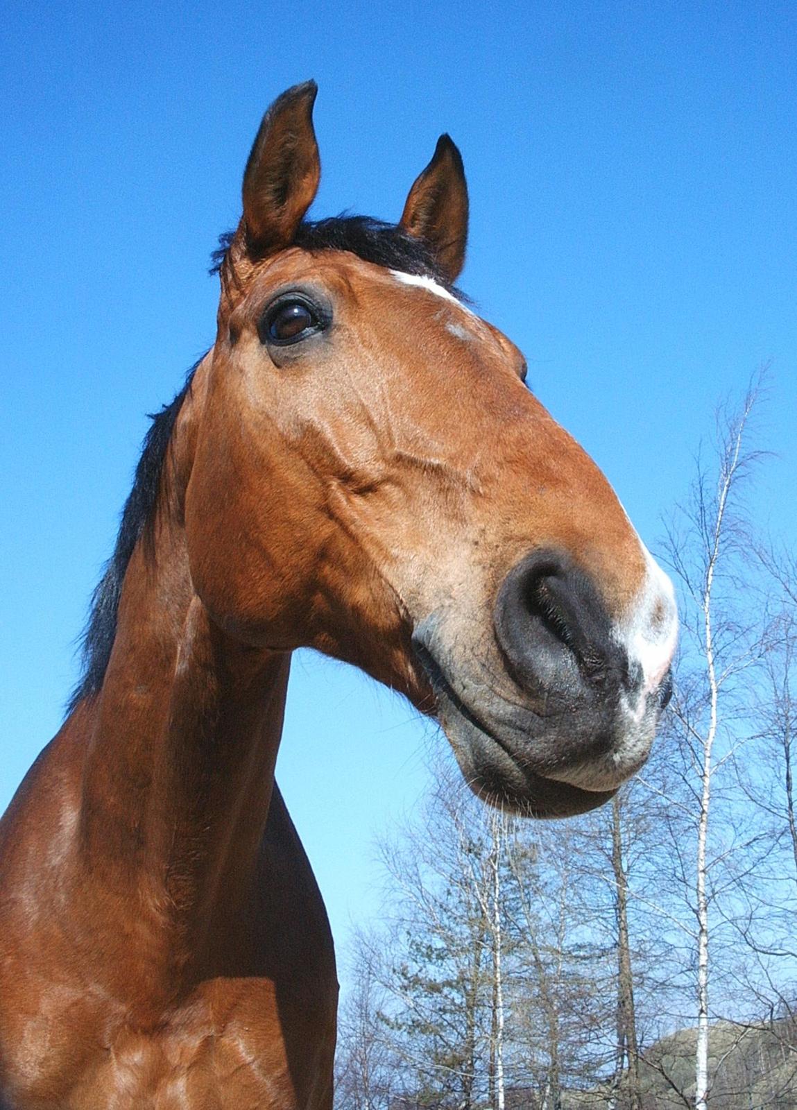 Dansk Varmblod Chianti billede 1