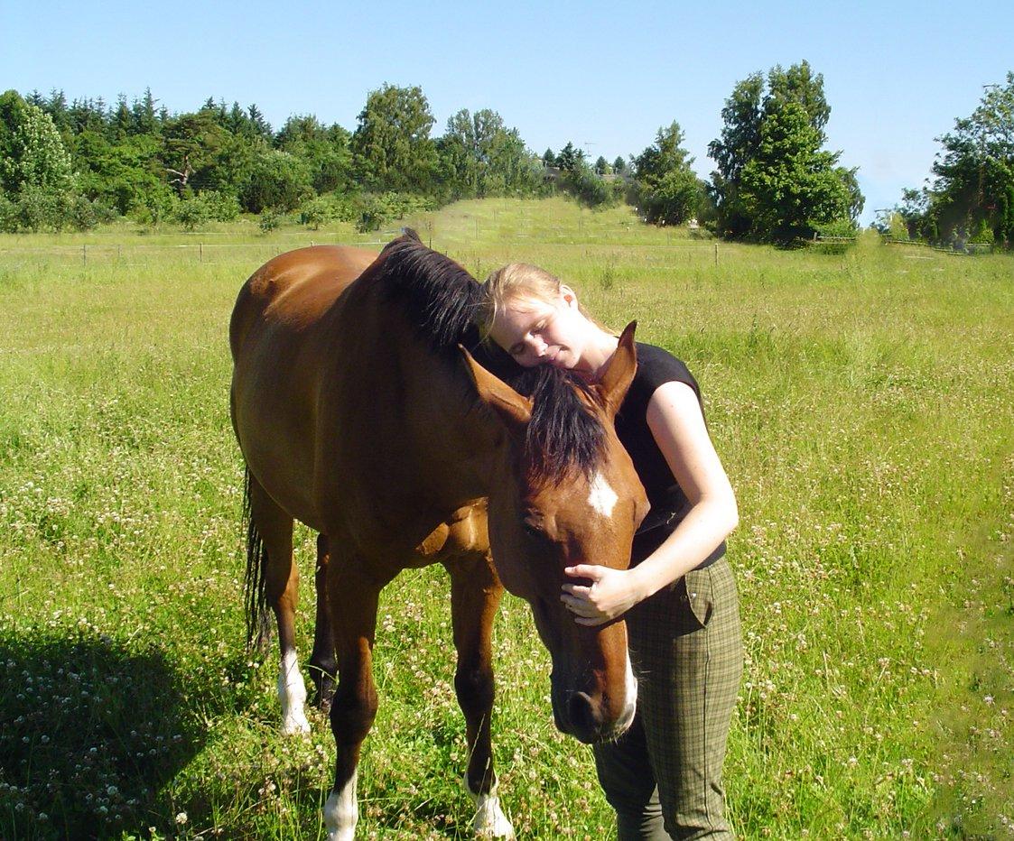 Dansk Varmblod Chianti billede 2