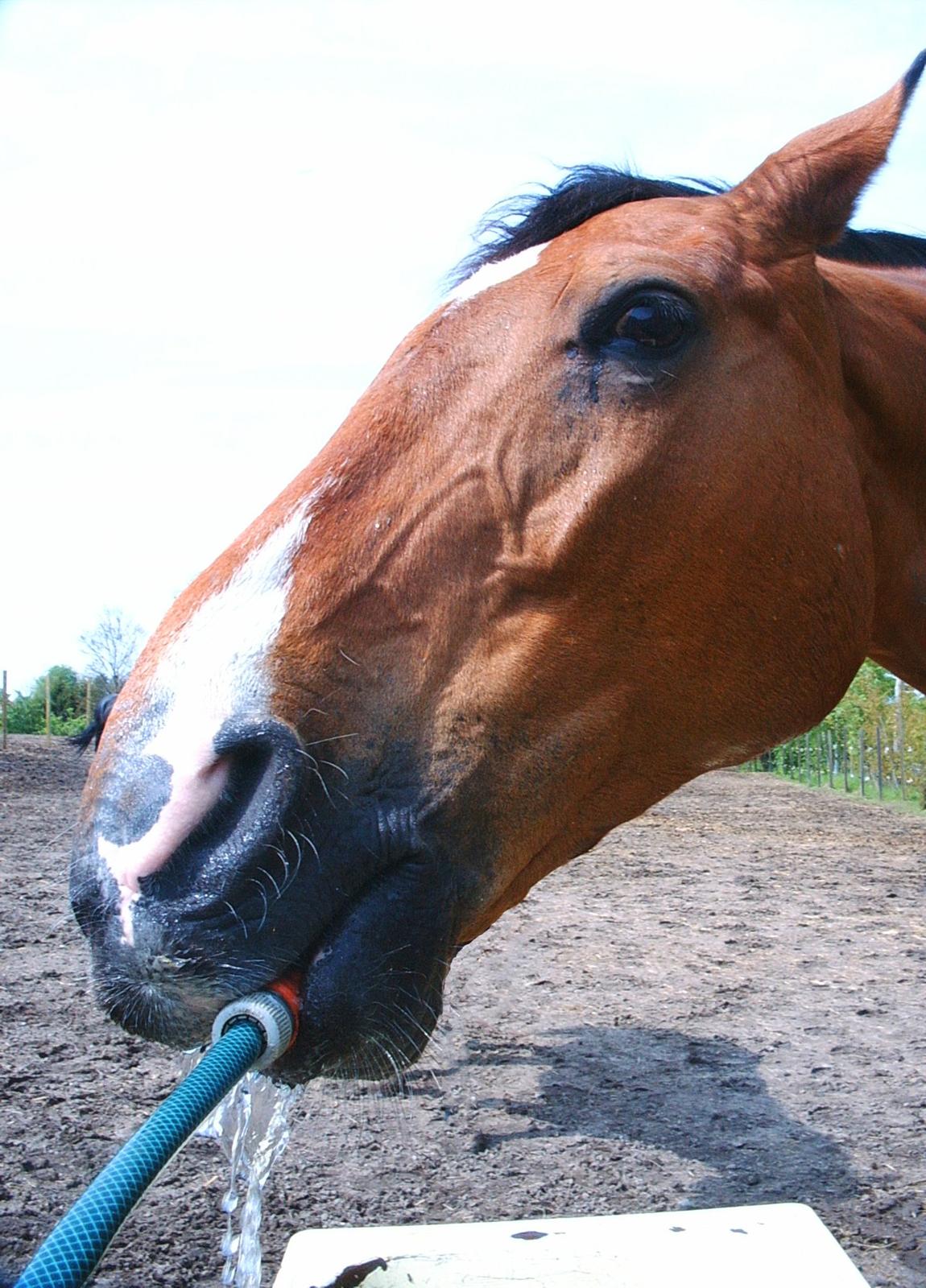 Dansk Varmblod Chianti billede 3