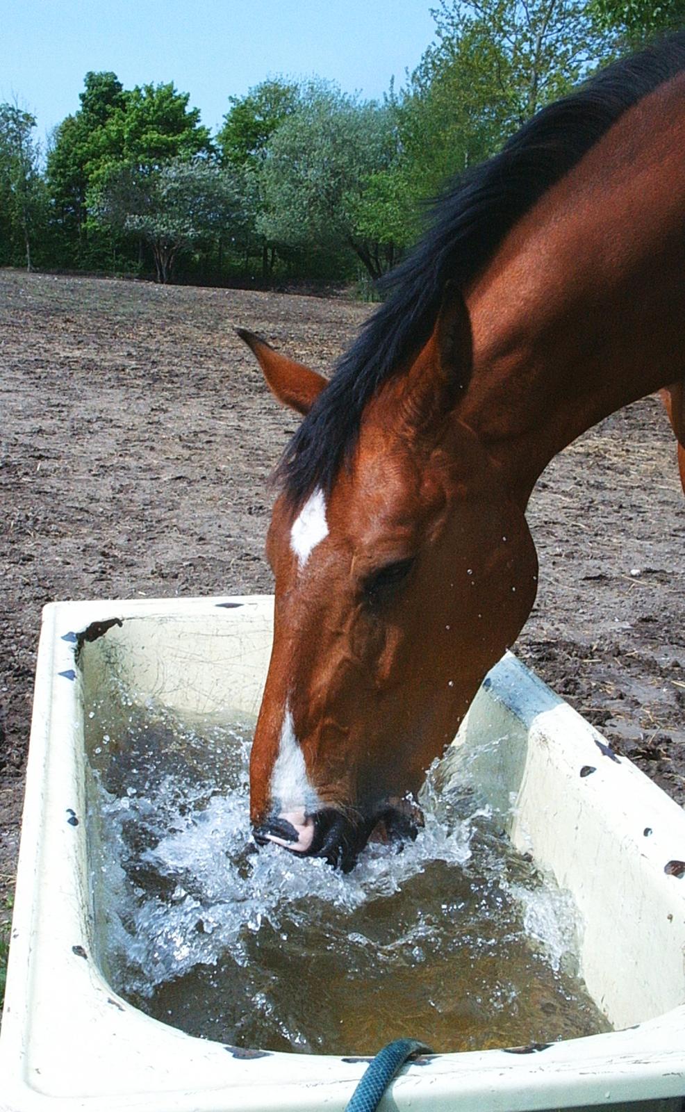 Dansk Varmblod Chianti billede 4