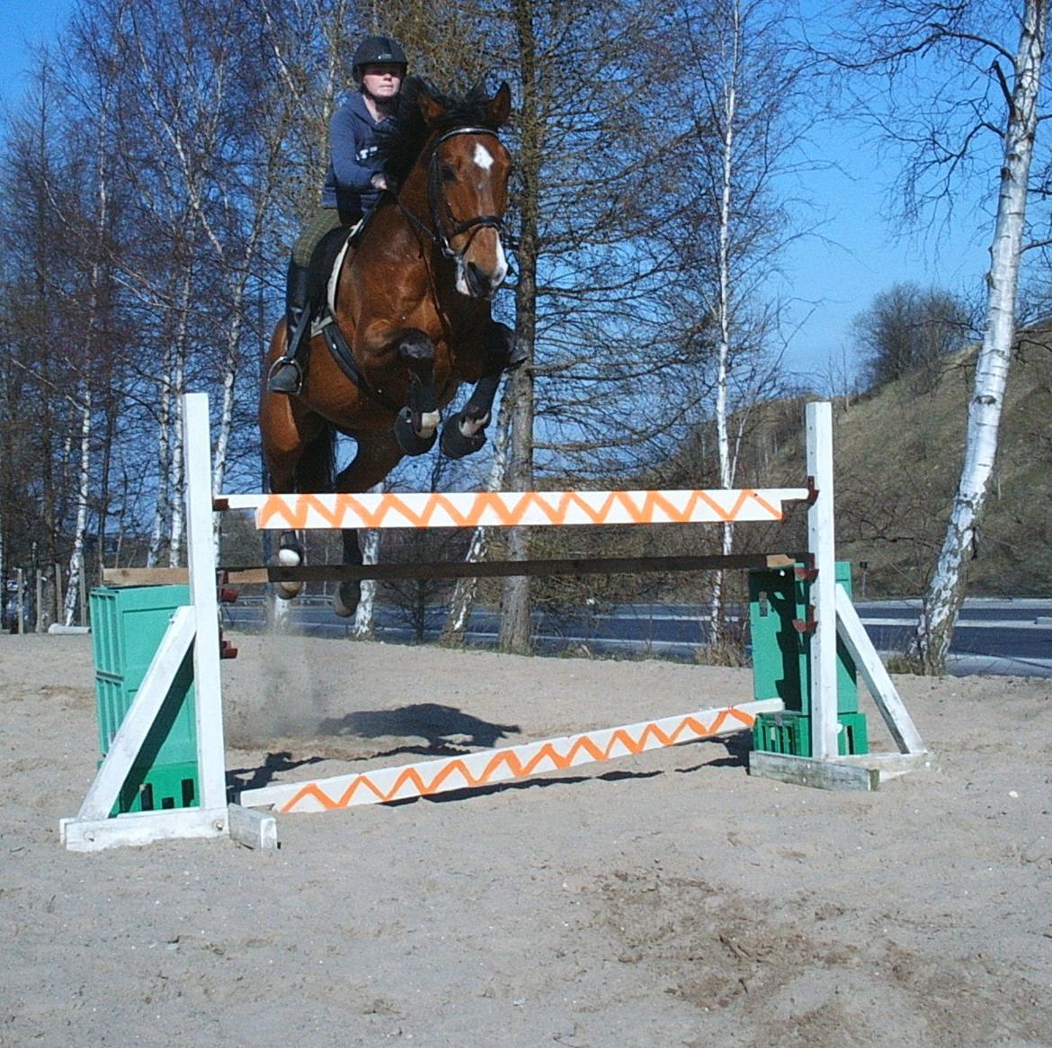 Dansk Varmblod Chianti billede 5