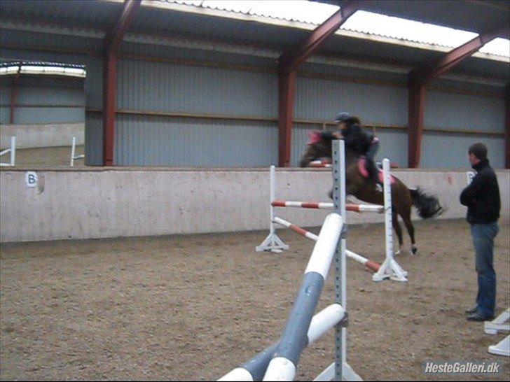 Hollandsk Sportspony nørremarks Katinka "himmelpony" - min søster der springer på katinka ;-) billede 5