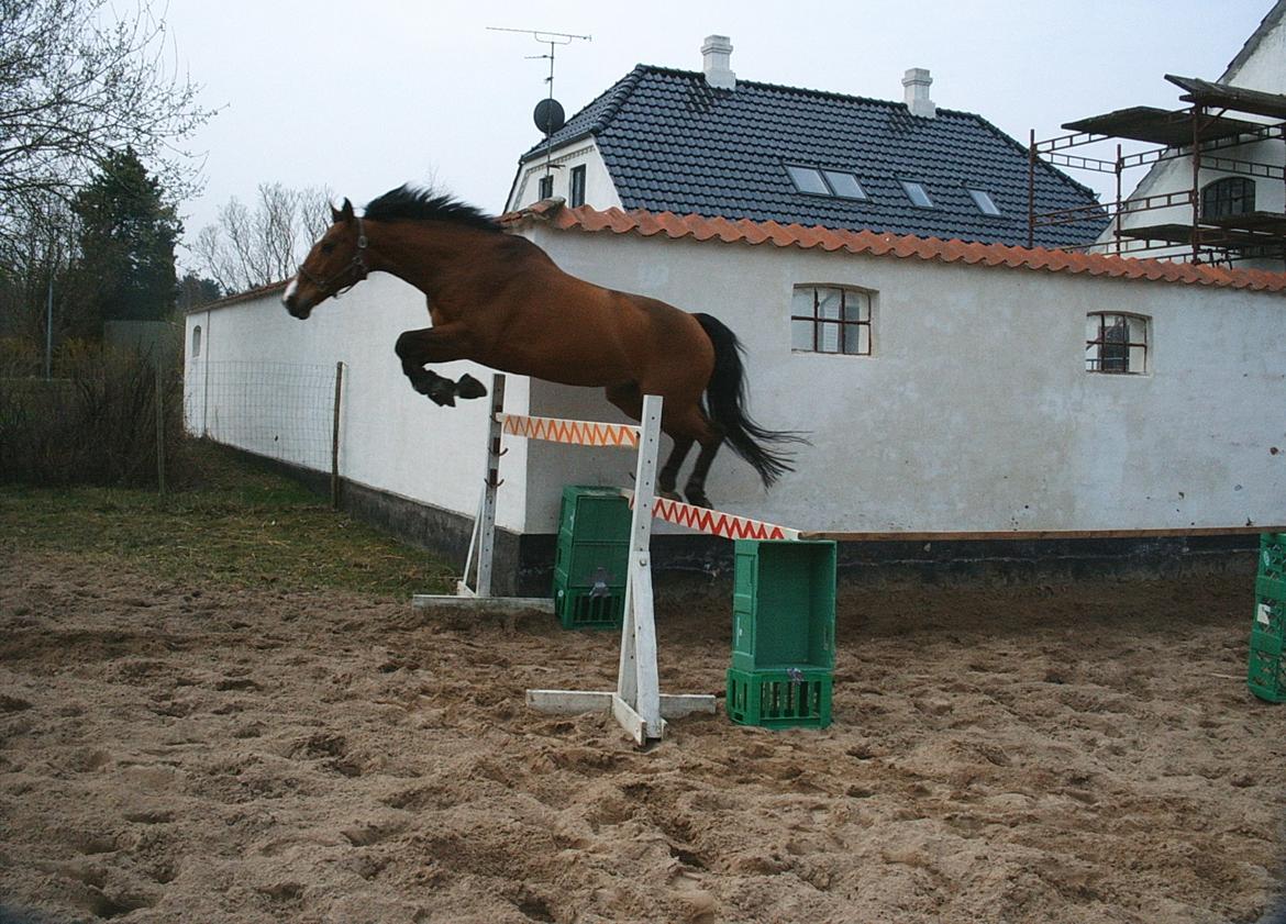 Dansk Varmblod Chianti billede 6