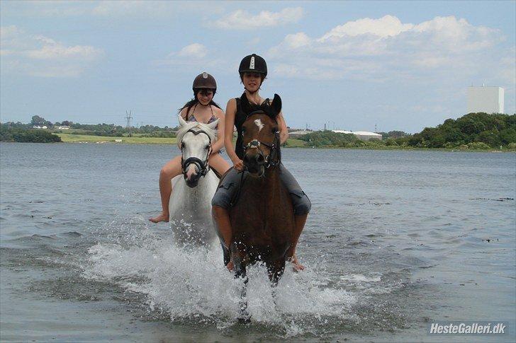 Hollandsk Sportspony nørremarks Katinka "himmelpony" - min søster på strandtur med katinka ;-) billede 1