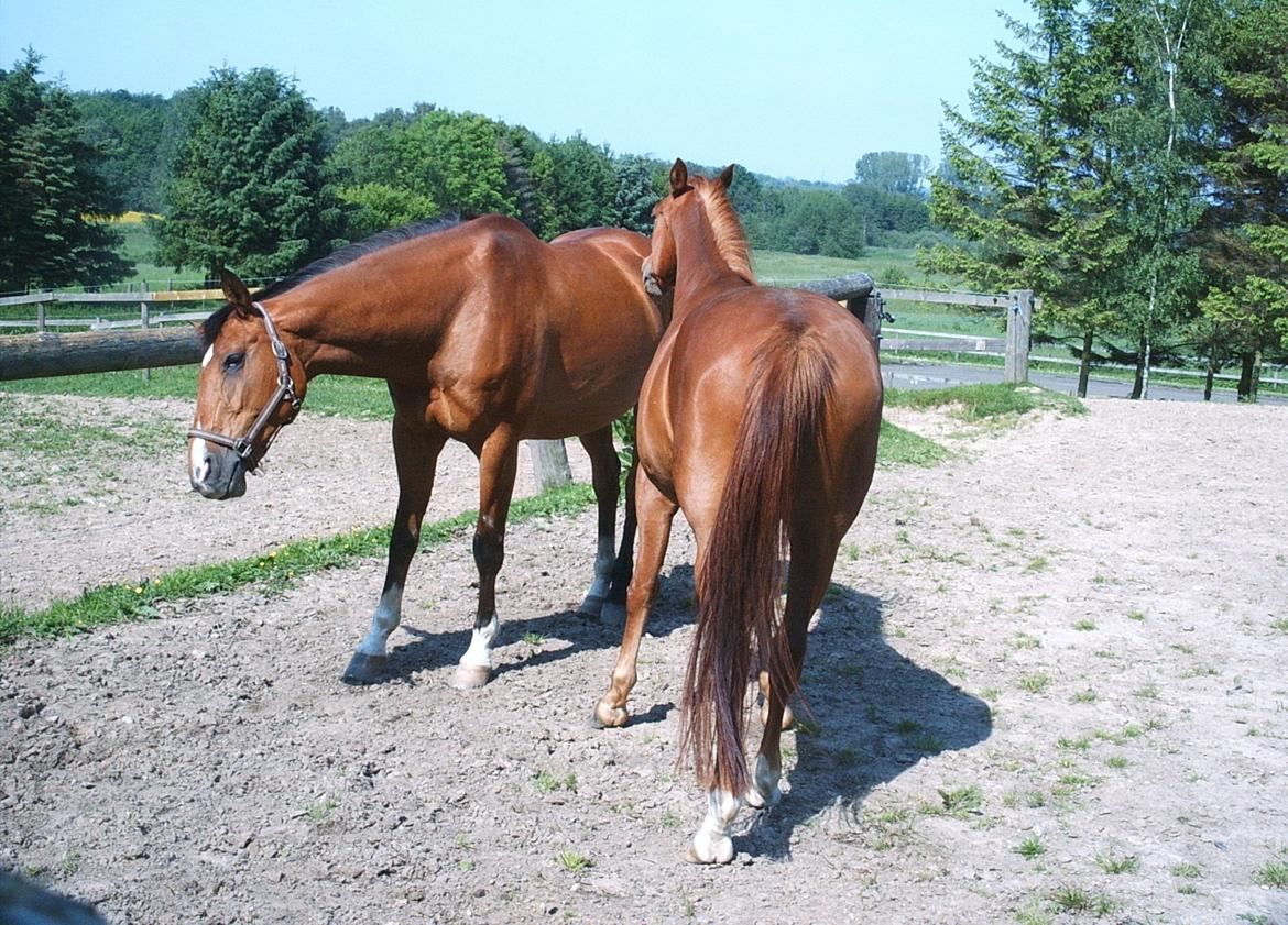 Dansk Varmblod Chianti billede 7