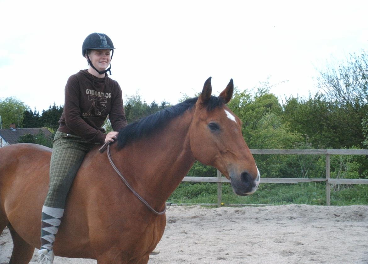 Dansk Varmblod Chianti billede 8