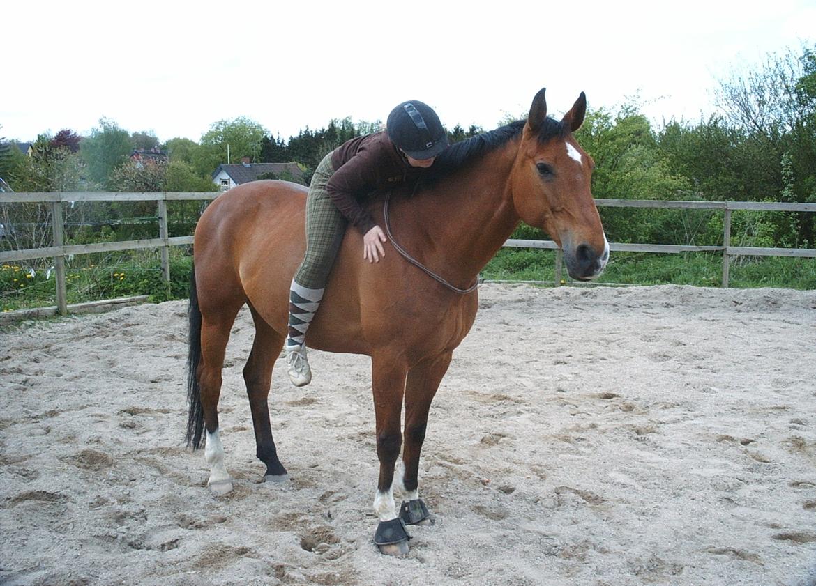 Dansk Varmblod Chianti billede 9