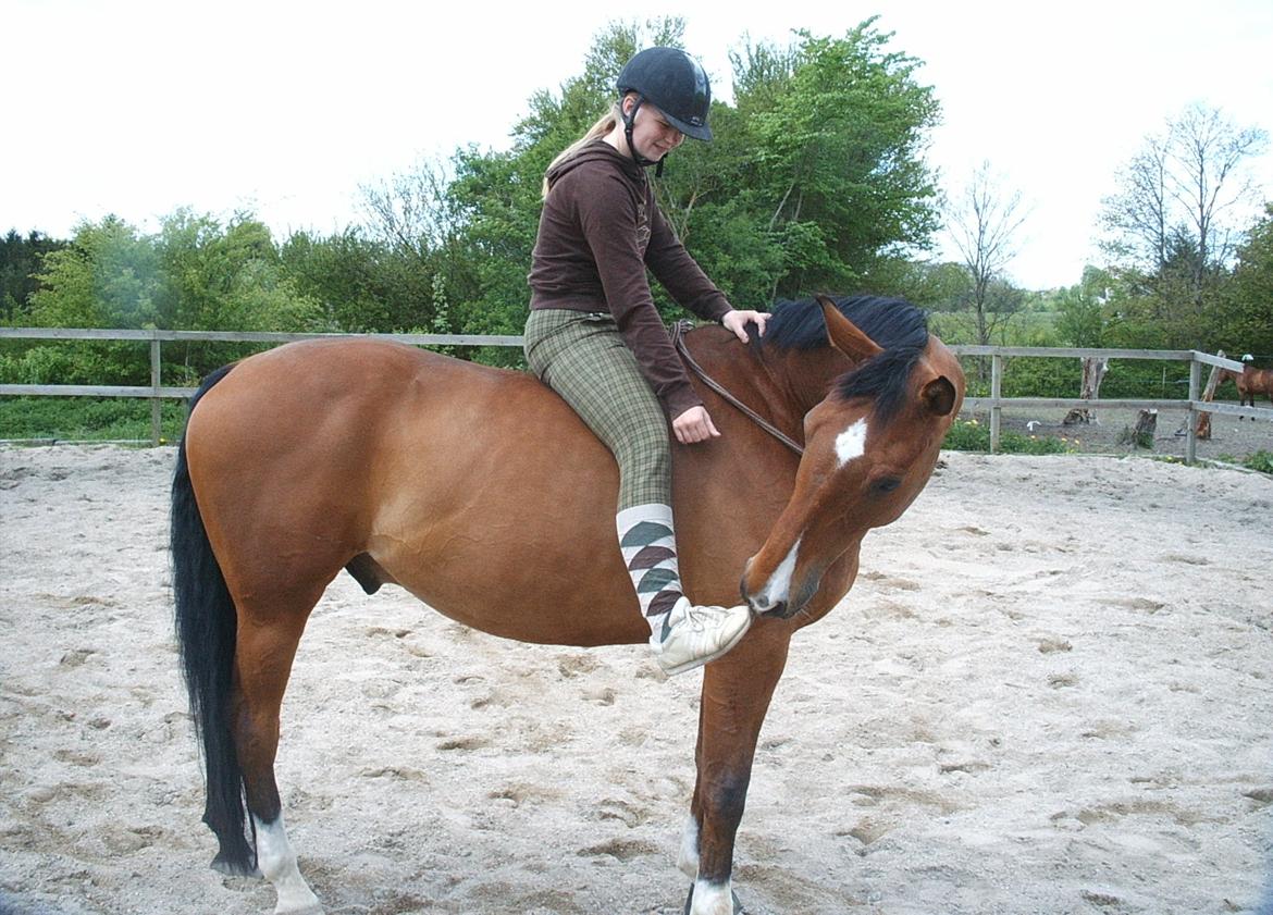 Dansk Varmblod Chianti billede 10