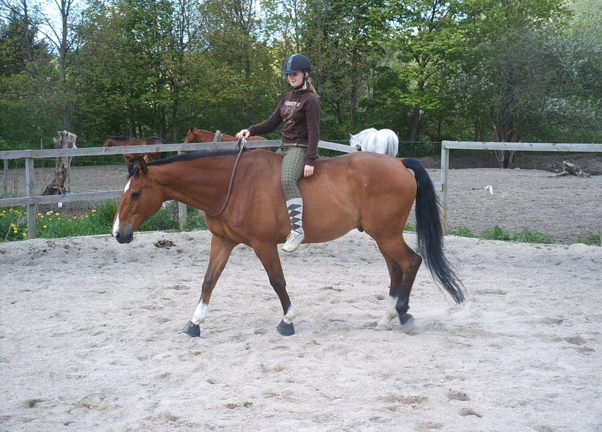 Dansk Varmblod Chianti billede 11