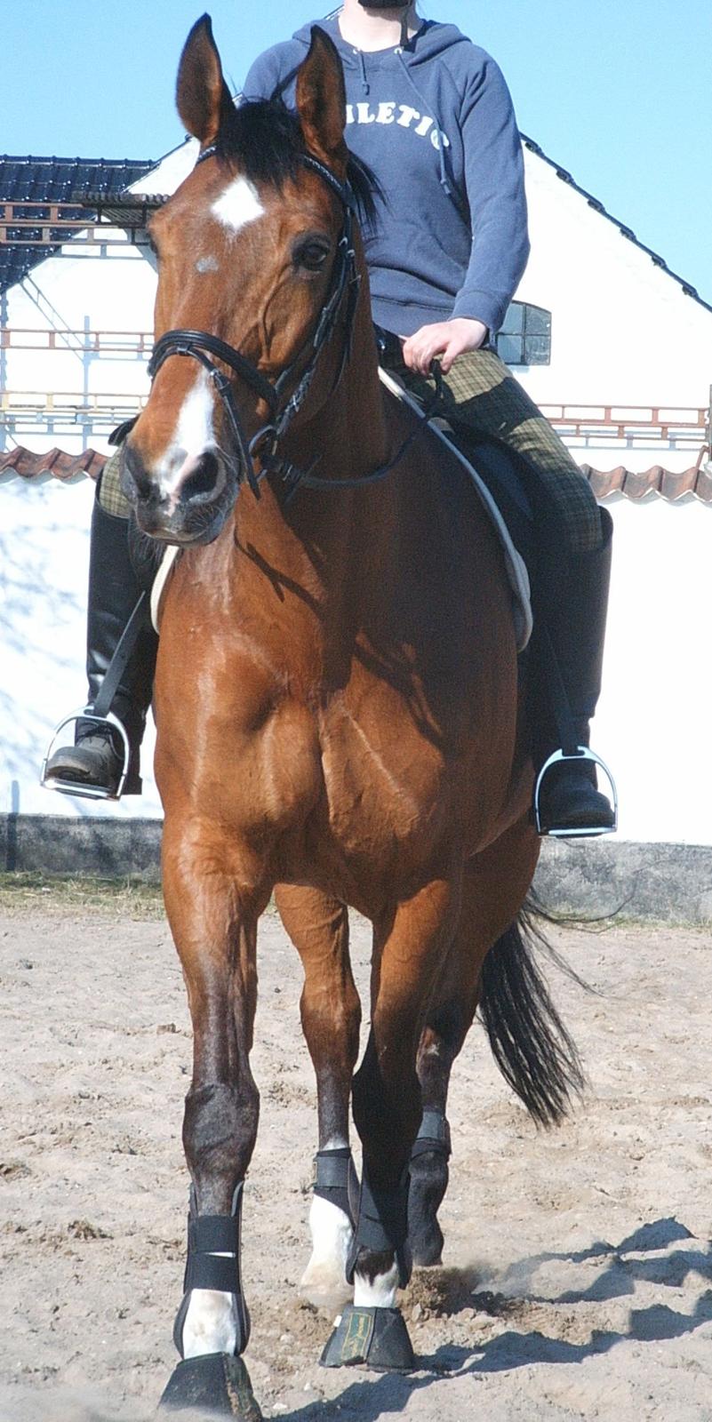 Dansk Varmblod Chianti billede 12