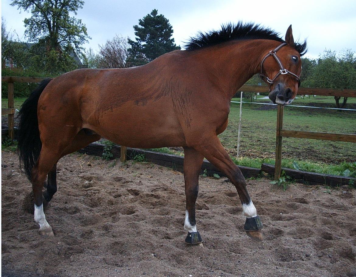 Dansk Varmblod Chianti billede 13